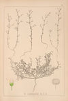 Herbier de la flore française Pl.0647