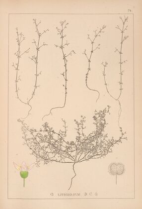 Herbier de la flore française Pl.0647