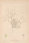 Herbier de la flore française Pl.0649
