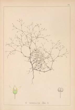 Herbier de la flore française Pl.0649