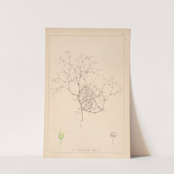 Herbier de la flore française Pl.0649 by Louis Antoine Cusin