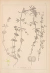Herbier de la flore française Pl.0650