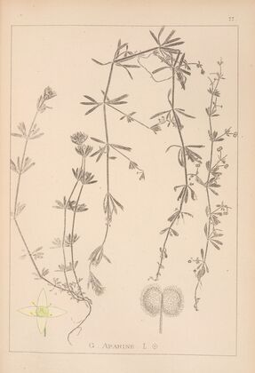 Herbier de la flore française Pl.0650