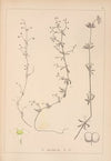 Herbier de la flore française Pl.0651