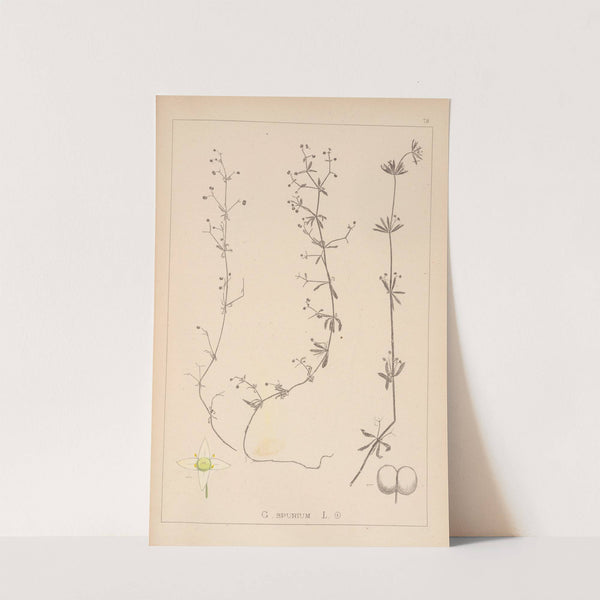 Herbier de la flore française Pl.0651 by Louis Antoine Cusin