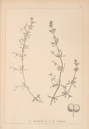 Herbier de la flore française Pl.0652