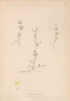 Herbier de la flore française Pl.0653