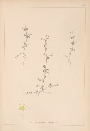 Herbier de la flore française Pl.0653