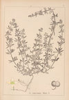 Herbier de la flore française Pl.0654