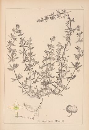 Herbier de la flore française Pl.0654