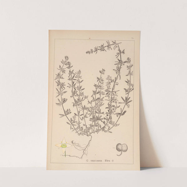 Herbier de la flore française Pl.0654 by Louis Antoine Cusin