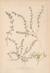 Herbier de la flore française Pl.0655