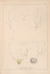 Herbier de la flore française Pl.0656