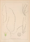 Herbier de la flore française Pl.0657