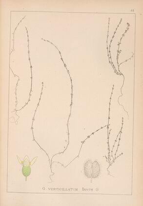 Herbier de la flore française Pl.0657