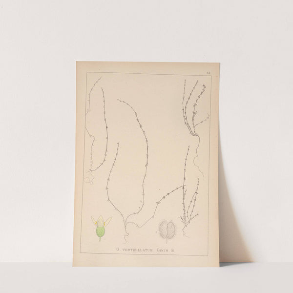 Herbier de la flore française Pl.0657 by Louis Antoine Cusin