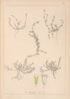 Herbier de la flore française Pl.0658