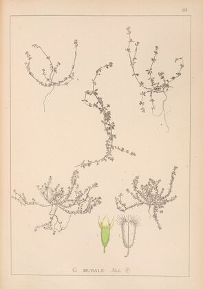 Herbier de la flore française Pl.0658