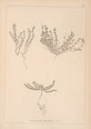 Herbier de la flore française Pl.0659