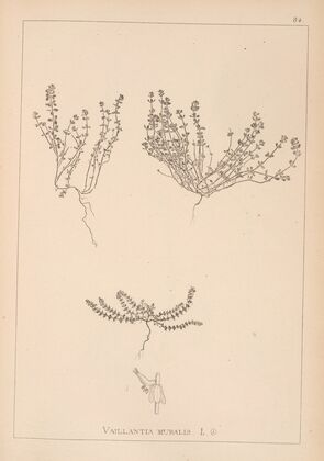 Herbier de la flore française Pl.0659