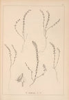 Herbier de la flore française Pl.0660