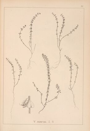 Herbier de la flore française Pl.0660