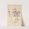 Herbier de la flore française Pl.0661 by Louis Antoine Cusin