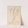 Herbier de la flore française Pl.0663 by Louis Antoine Cusin