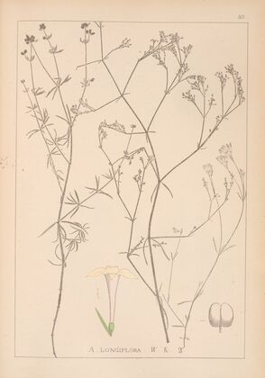 Herbier de la flore française Pl.0664