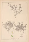 Herbier de la flore française Pl.0665
