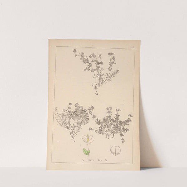 Herbier de la flore française Pl.0665 by Louis Antoine Cusin