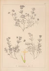 Herbier de la flore française Pl.0666