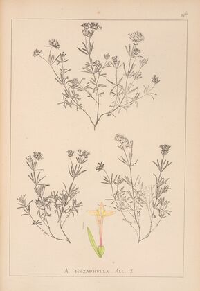 Herbier de la flore française Pl.0666