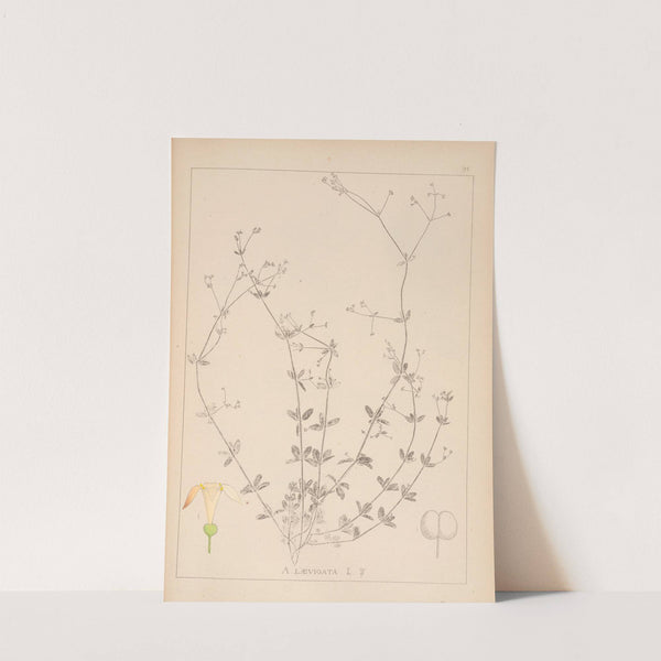 Herbier de la flore française Pl.0667 by Louis Antoine Cusin