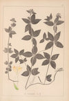 Herbier de la flore française Pl.0668