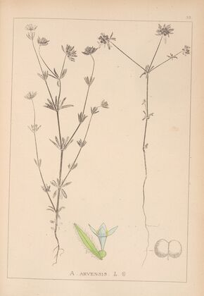 Herbier de la flore française Pl.0669