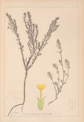 Herbier de la flore française Pl.0671