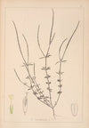 Herbier de la flore française Pl.0672