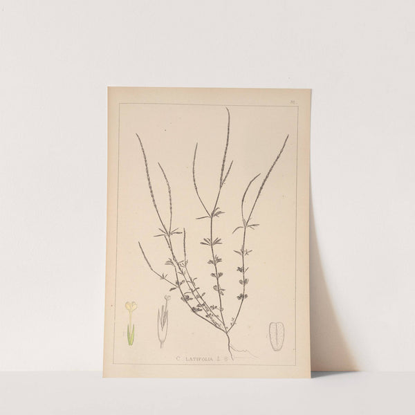 Herbier de la flore française Pl.0672 by Louis Antoine Cusin