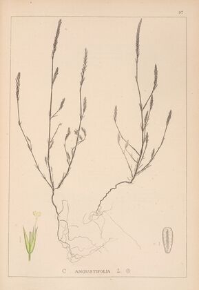 Herbier de la flore française Pl.0673