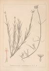 Herbier de la flore française Pl.0674
