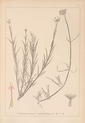 Herbier de la flore française Pl.0674