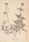 Herbier de la flore française Pl.0675