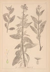 Herbier de la flore française Pl.0676