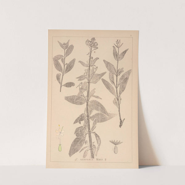 Herbier de la flore française Pl.0676 by Louis Antoine Cusin