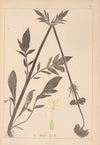 Herbier de la flore française Pl.0679