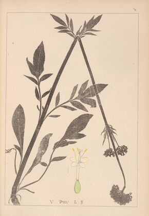 Herbier de la flore française Pl.0679