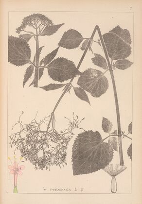 Herbier de la flore française Pl.0680