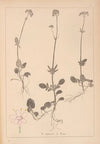 Herbier de la flore française Pl.0681
