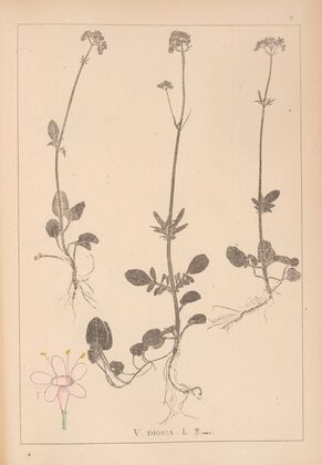 Herbier de la flore française Pl.0681